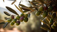 Insights on Olive Oil: Navigating Shortages and Quality Variations
